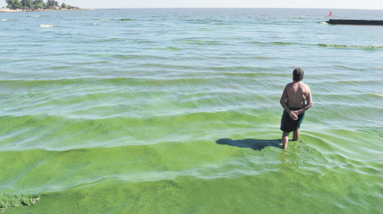 Científicos uruguayos buscan terminar con las cianobacterias
